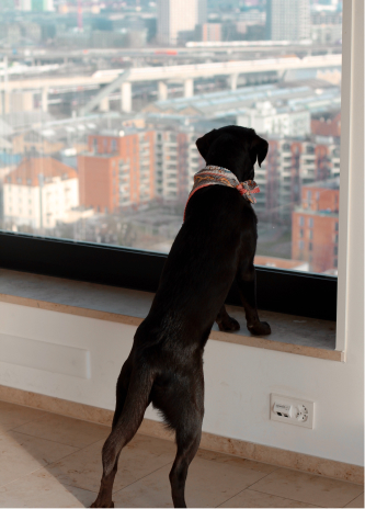 Nala, schwarze Labrador-Hündin und Bürohund von Beeyond Personalberatung, blickt aus dem Fenster über Zürich
